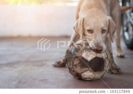 Biting soccer ball labrador dog 103117849