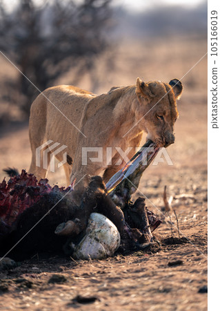 Close-up of lioness standing pulling buffalo innards 105166019