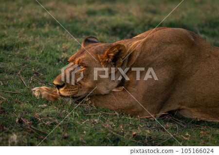 Close-up of lioness with head on paws 105166024