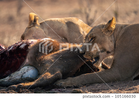 Close-up of lionesses lying eating buffalo calf 105166030