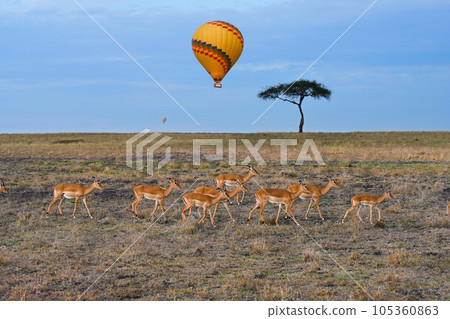 Hot air balloon flying over the african savannah. Kenya 105360863