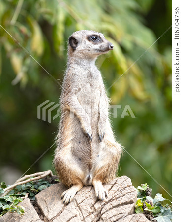 Meerkat (Suricata suricatta) on watch-duty, selective focus 106204736