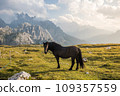 Beautiful horses in mountain landscape in the foreground, Dolomites, Italy. Sunny day. Travel concept.Tre Cime di Lavaredo with beautiful blue sky, Dolomiti di Sesto. Travel concept 109357559