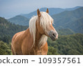 Beautiful red horse with long blond mane in summer field with mountains in background, Slovenia 109357561