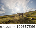 Beautiful horses in mountain landscape in the foreground, Dolomites, Italy. Sunny day. Travel concept.Tre Cime di Lavaredo with beautiful blue sky, Dolomiti di Sesto. Travel concept 109357566