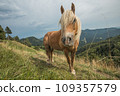 Beautiful red horse with long blond mane in summer field with mountains in background, Slovenia 109357579