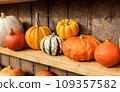 Different shape, size and color pumpkin wooden display on the harvest festival. Concept of Halloween, autumn symbol, pumpkins for decoration, unusual vegetable competition, vitamin and healthy eating 109357582