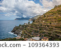 Stunning view of Manarola village in Cinque Terre National Park, beautiful cityscape with colorful houses and green terraces on cliffs over a sea, Liguria region of Italy. 109364393