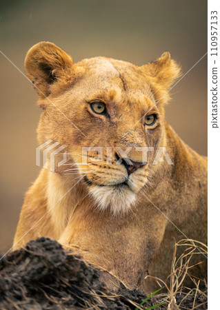 Close-up of lioness lying behind muddy bank 110957133