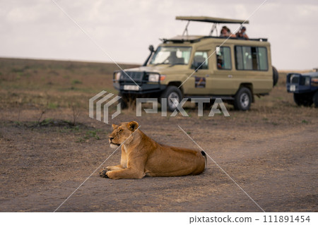 Lioness lies on road near safari trucks 111891454