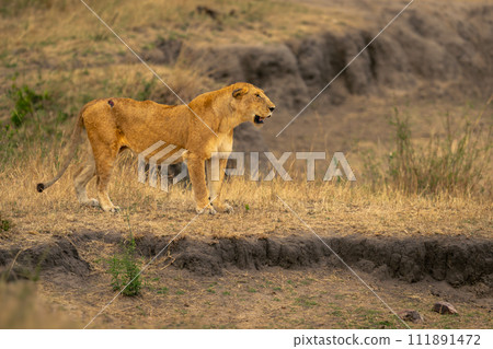 Lioness stands beside dry waterhole opening mouth 111891472