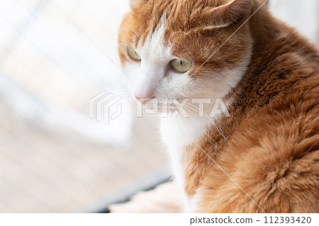 Staring cat, brown tabby white 112393420