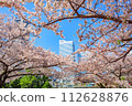 [Urban landscape of Kanagawa] Cherry blossoms around Minato Mirai 112628876