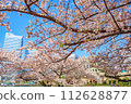 [Urban landscape of Kanagawa] Cherry blossoms around Minato Mirai 112628877