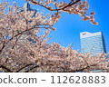 [Urban landscape of Kanagawa] Cherry blossoms around Minato Mirai 112628883