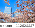 [Urban landscape of Kanagawa] Cherry blossoms around Minato Mirai 112628887