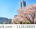 [Urban landscape of Kanagawa] Cherry blossoms around Minato Mirai 112628889