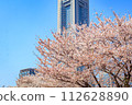 [Urban landscape of Kanagawa] Cherry blossoms around Minato Mirai 112628890