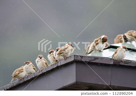 Sparrows waiting in a group in the snow 112890204