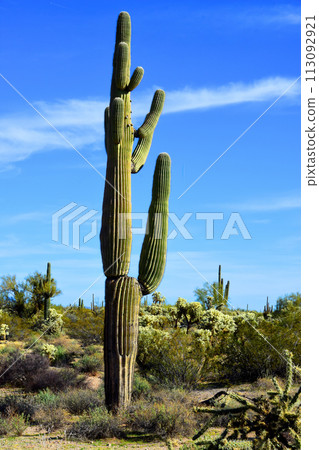 Old Saguaro Cactus Sonora desert Arizona 113092921