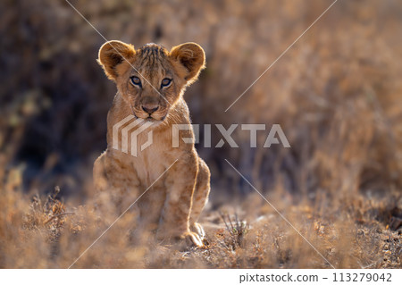 Lion cub sits in grass facing camera 113279042