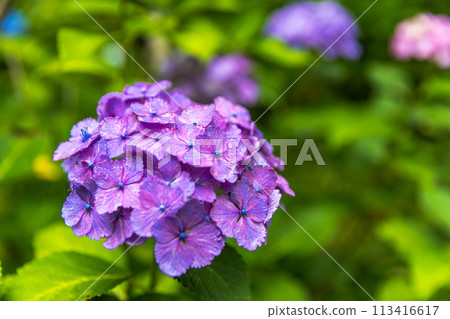 Hydrangeas at Hondo-ji Temple, Chiba Prefecture 113416617