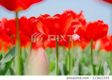 Beautiful tulips blooming in the agricultural park in spring 113621343