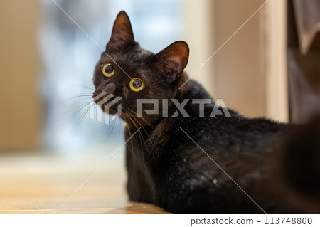 Looking black cat 113748800