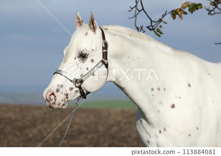 Beautiful appallosa stallion with western halter 113884081