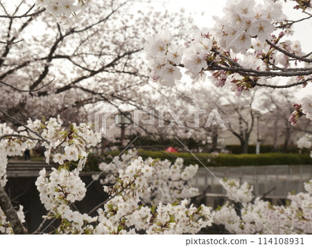 Cherry blossoms at Takarano Park and Narahara Park (Tama) 114108931