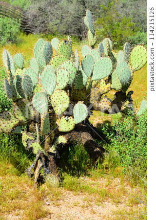 Prickly Pear Cactus Sonora Desert Arizona 114215126