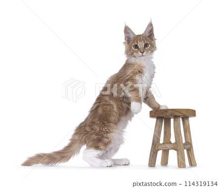 Maine Coon cat kitten on white 114319134