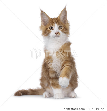 Maine Coon cat kitten on white 114319154