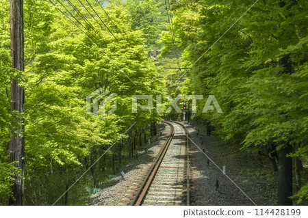 Eizan Railway: "Maple Tunnel" between Ichihara Station and Ninose Station 114428199