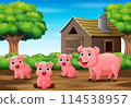 Three little pig playing in farm house background 114538957