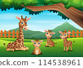 A group of giraffe enjoying in the beautiful nature 114538961