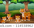 Group of tigers cartoon in the jungle background 114538962