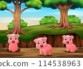 Three little pig playing in jungle 114538963