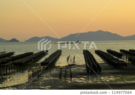 Autumn evening scenery in Setouchi: Rows of oyster racks and a disappearing island 114977084