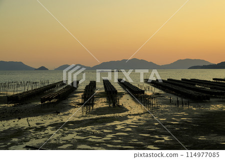 Autumn evening scenery in Setouchi: Rows of oyster racks and a disappearing island 114977085