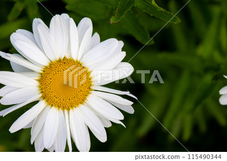 White daisy 115490344