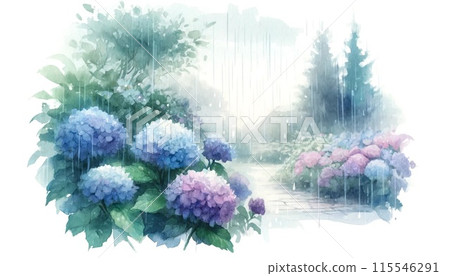 Hydrangea of rainy season 2 115546291