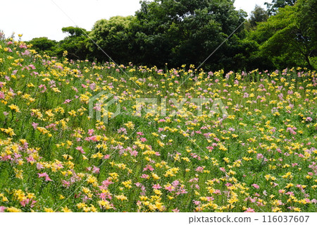 A field of lilies in full bloom 116037607