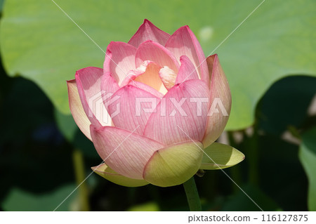 Lotus flower  116127875