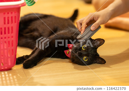 Black cat being brushed 116422370