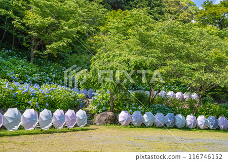 Blue hydrangeas and umbrellas at the Hydrangea Festival at Hodasan Soneiji Temple (Shizuoka Prefecture) 116746152