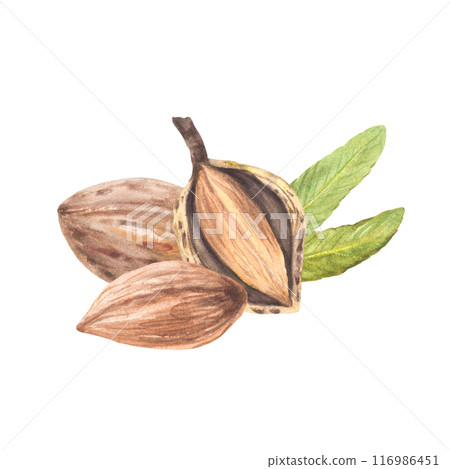 Watercolor Almond nuts, peeled and in the nutshell with leaves. Hand painted food snack pile. Illustration with stone fruit Organic vegan product Clipart on isolated background for print, label design 116986451