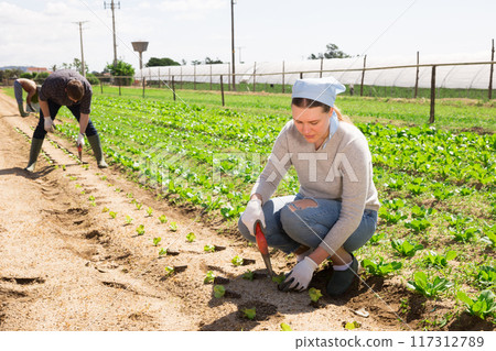 Woman gardener while planting cabbage seedlings 117312789