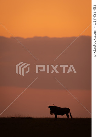 Blue wildebeest stands at sunset turning head 117452482