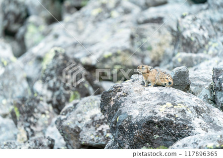 A Japanese pika sitting on a rock and looking into the distance 117896365